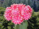 Gymnocalycium Mihanovichii